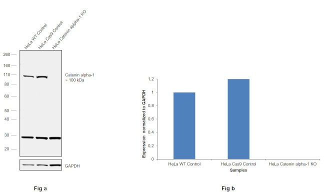 alpha Catenin Antibody