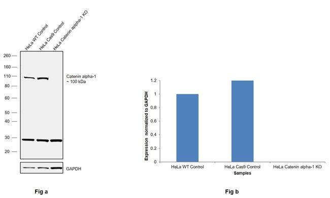 alpha Catenin Antibody in Western Blot (WB)