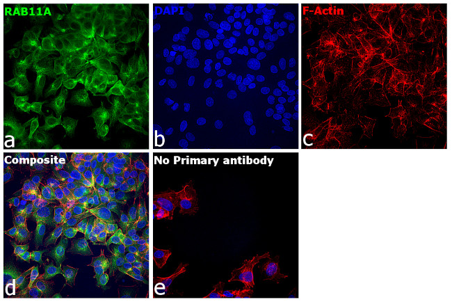 RAB11A Antibody in Immunocytochemistry (ICC/IF)