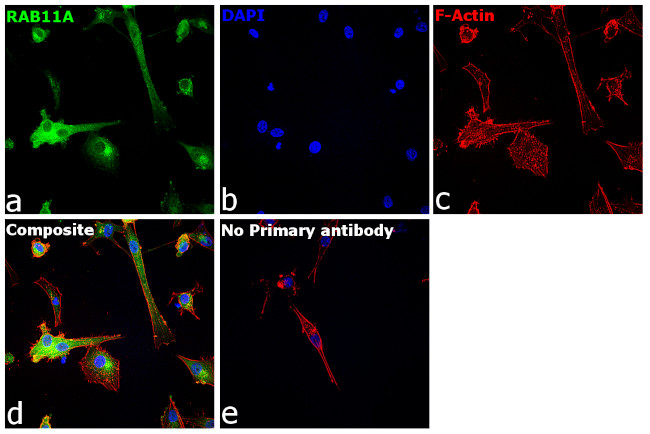 RAB11A Antibody in Immunocytochemistry (ICC/IF)