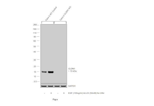 Claudin 1 Antibody in Western Blot (WB)