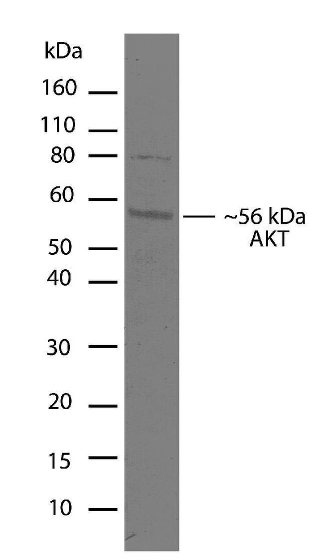 AKT1 Antibody in Western Blot (WB)