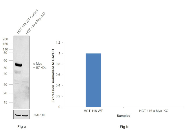 c-Myc Antibody in Western Blot (WB)