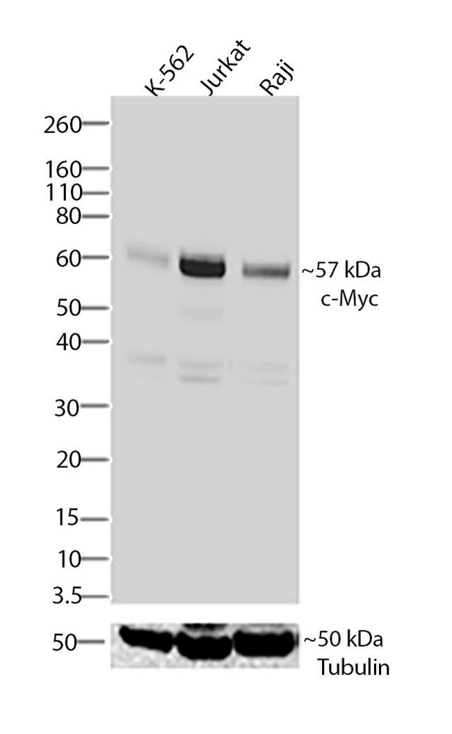 c-Myc Antibody in Western Blot (WB)