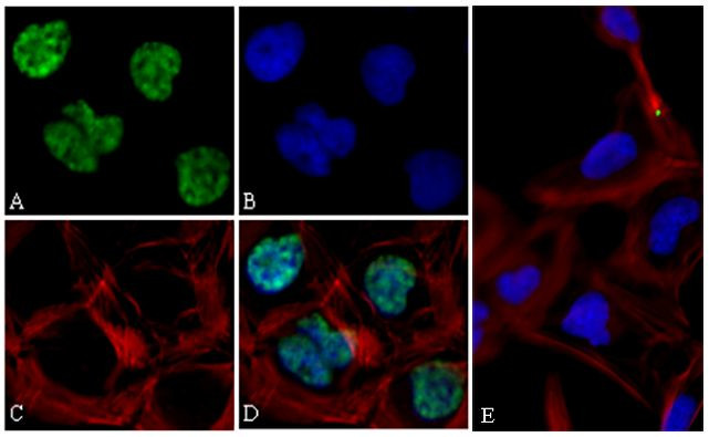 c-Myc Antibody in Immunocytochemistry (ICC/IF)