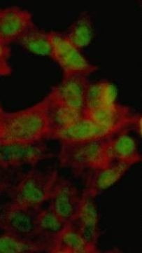 c-Myc Antibody in Immunocytochemistry (ICC/IF)