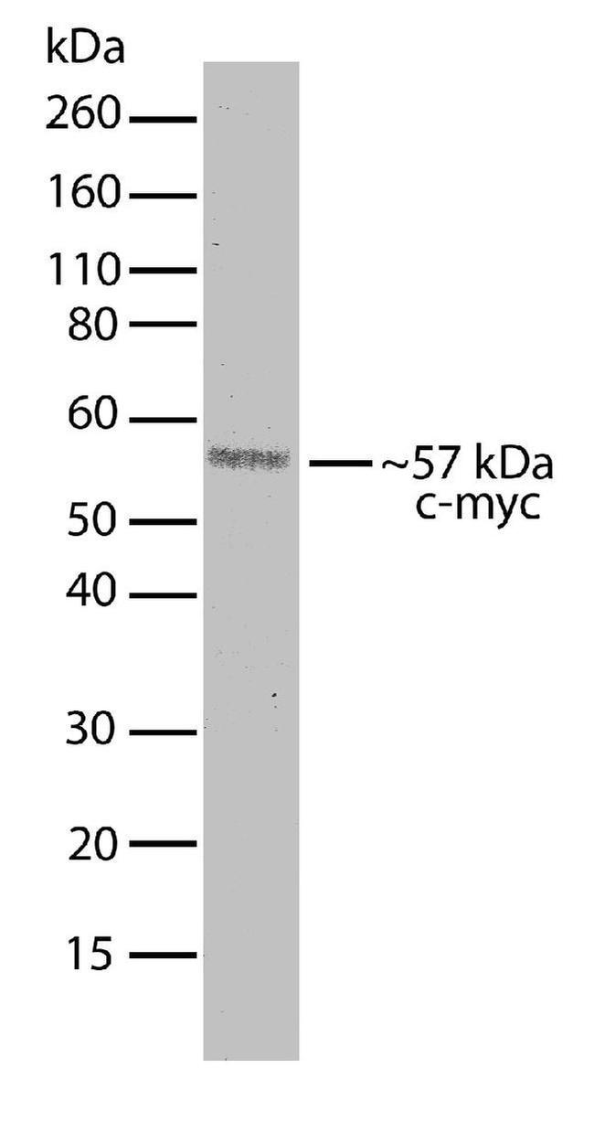 c-Myc Antibody in Western Blot (WB)