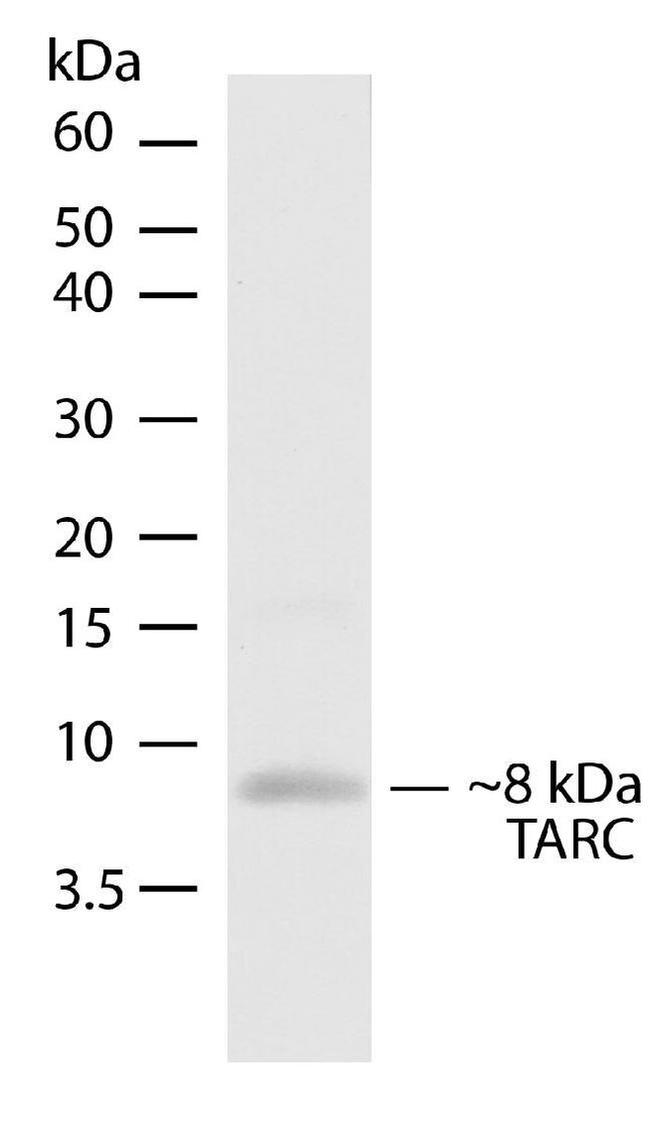 TARC Antibody in Western Blot (WB)