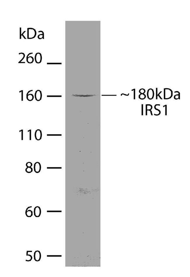 IRS1 Antibody in Western Blot (WB)