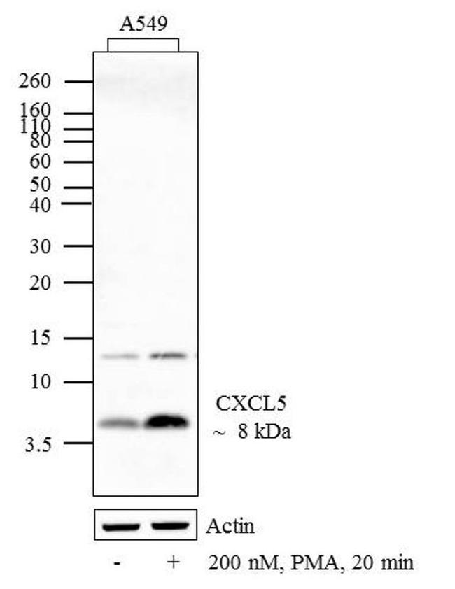 CXCL5 Antibody in Western Blot (WB)