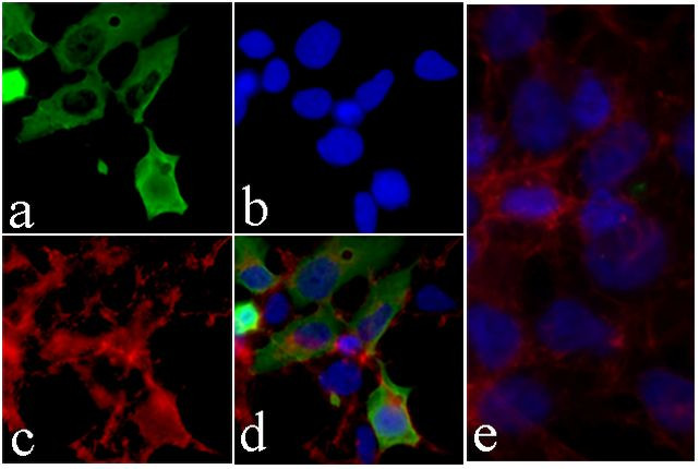 GST Tag Antibody in Immunocytochemistry (ICC/IF)