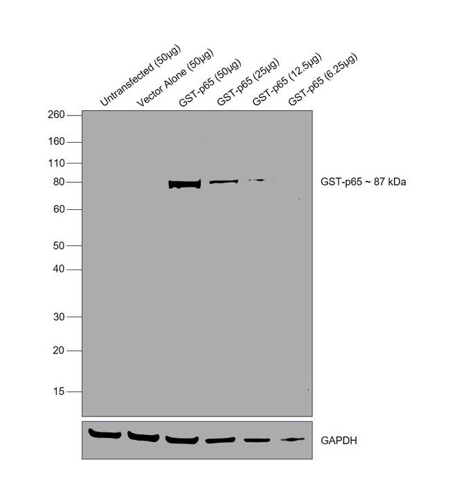 GST Tag Antibody in Western Blot (WB)