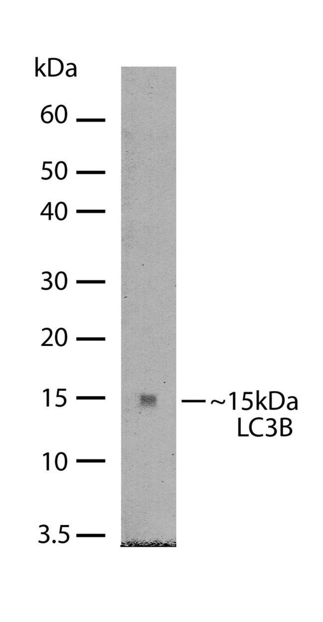 LC3B Antibody in Western Blot (WB)