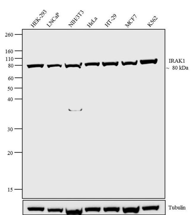 IRAK1 Antibody in Western Blot (WB)