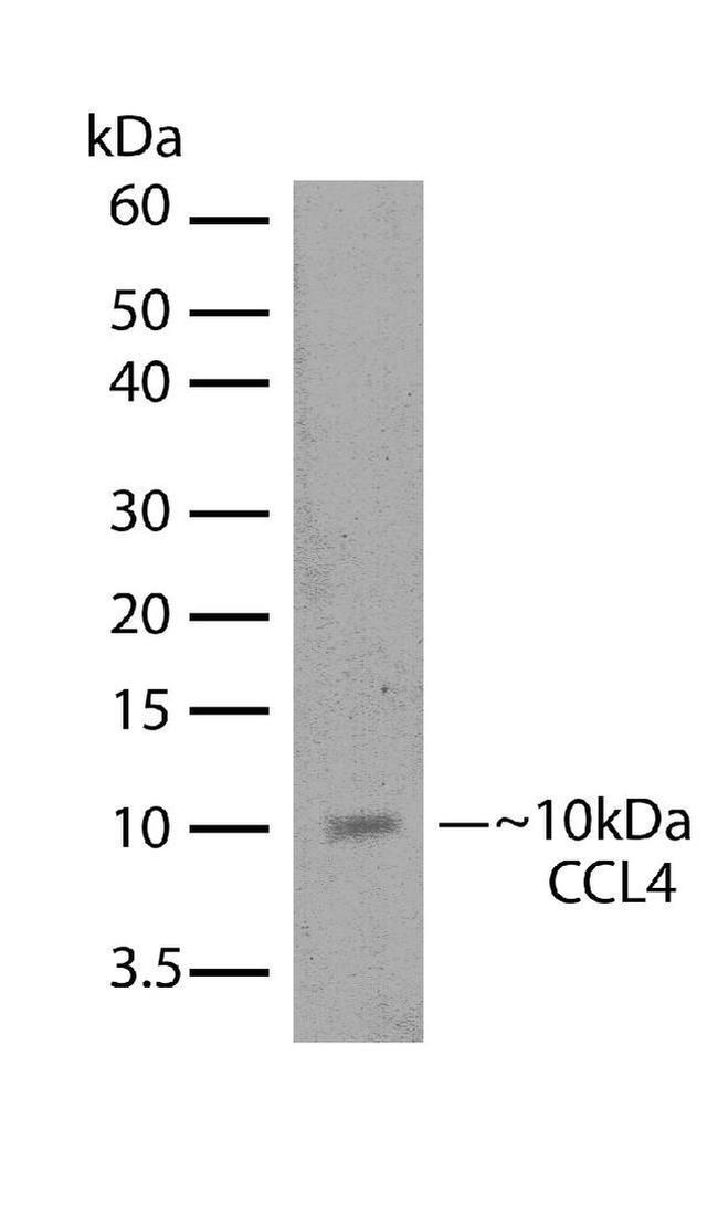 CCL4 Antibody in Western Blot (WB)