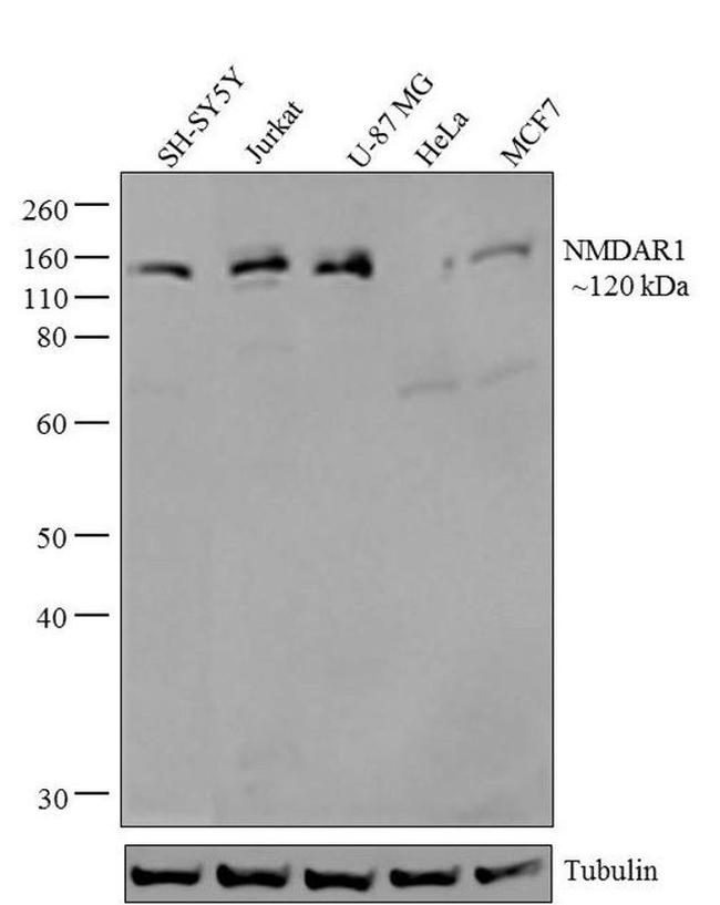 NMDAR1 Antibody in Western Blot (WB)