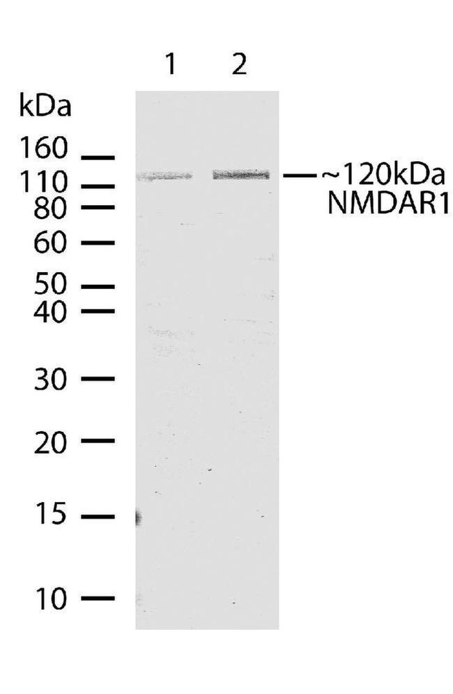 NMDAR1 Antibody in Western Blot (WB)