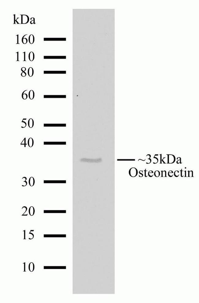 SPARC Antibody in Western Blot (WB)