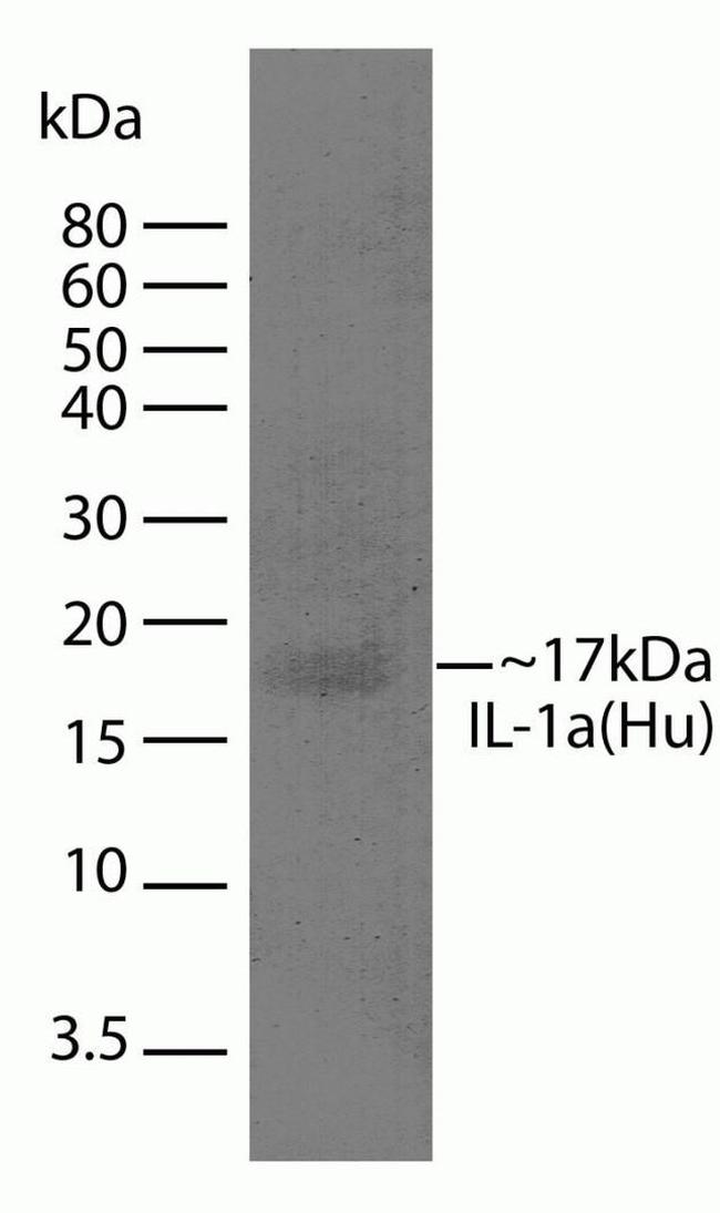 IL-1 alpha Antibody in Western Blot (WB)