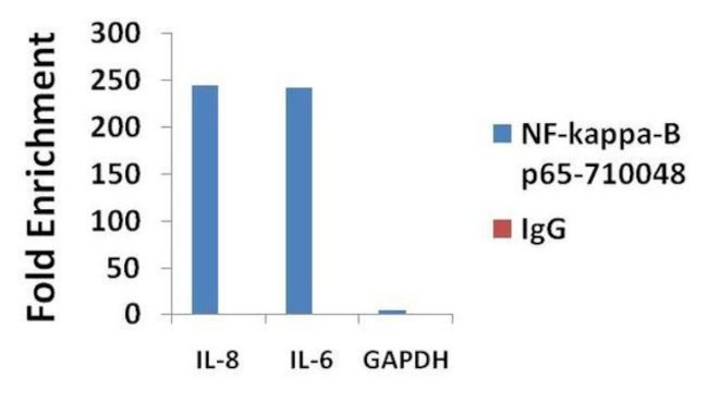 NFkB p65 Antibody