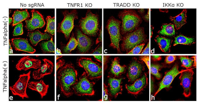 NFkB p65 Antibody in Immunocytochemistry (ICC/IF)