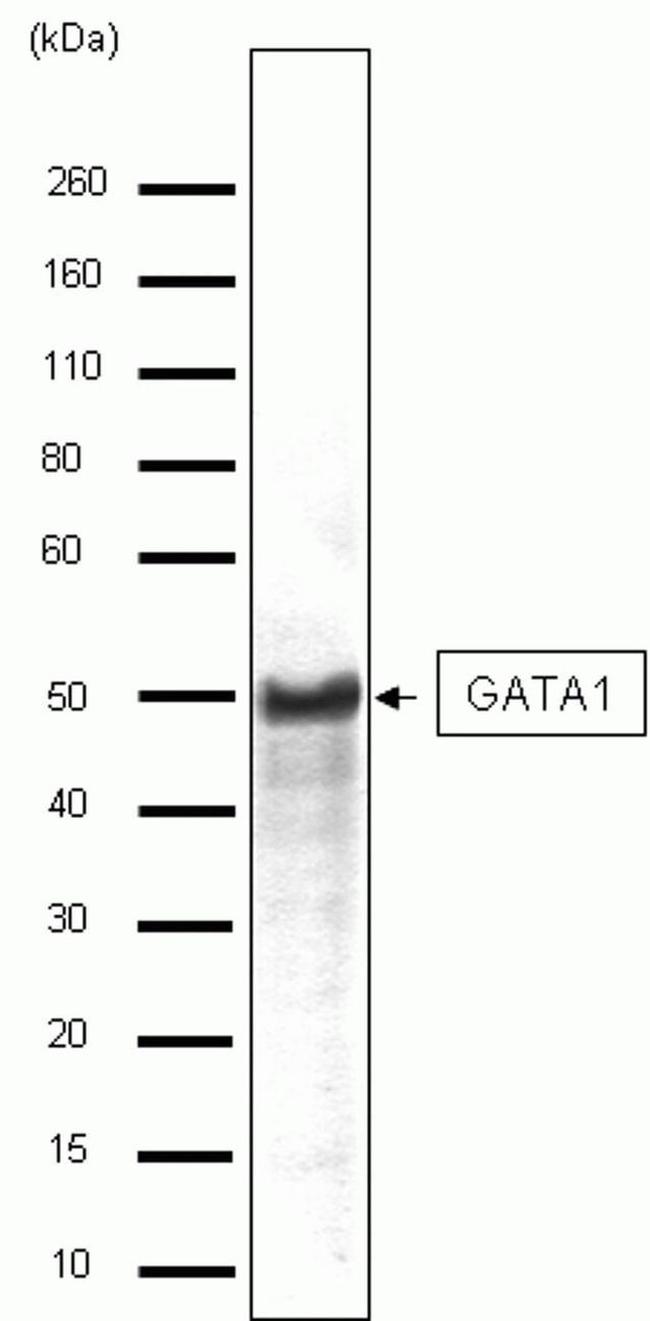 GATA1 Antibody in Western Blot (WB)