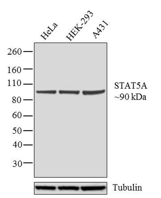 STAT5 alpha Antibody in Western Blot (WB)