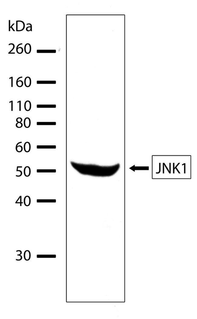 JNK1 Antibody in Western Blot (WB)