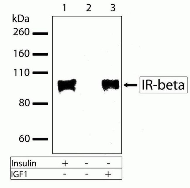 INSR beta Antibody