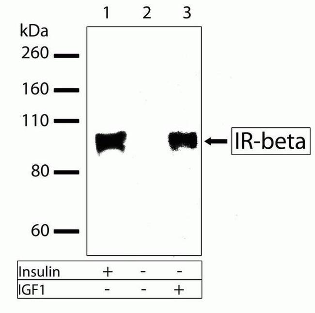 INSR beta Antibody in Western Blot (WB)