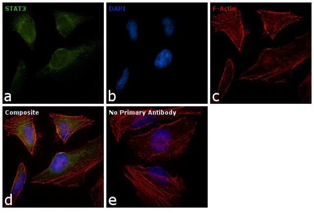 STAT3 Antibody in Immunocytochemistry (ICC/IF)