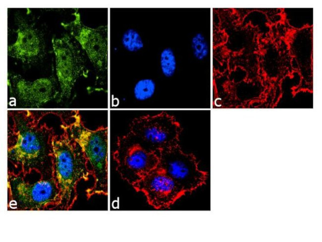 STAT3 Antibody in Immunocytochemistry (ICC/IF)