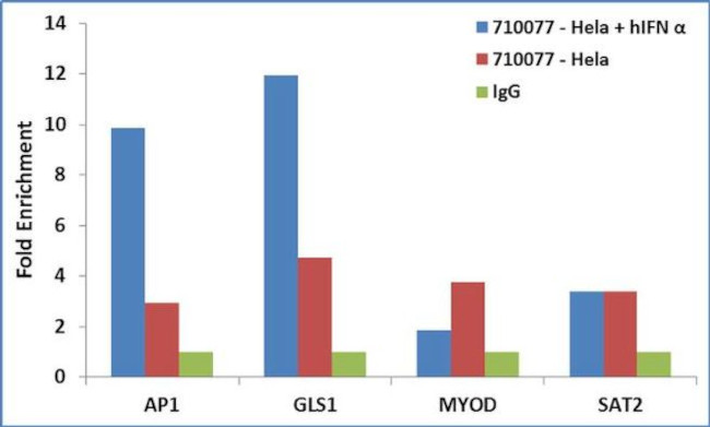 STAT3 Antibody