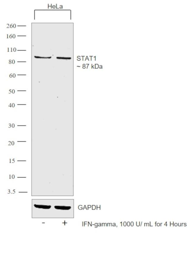 STAT1 Antibody in Western Blot (WB)