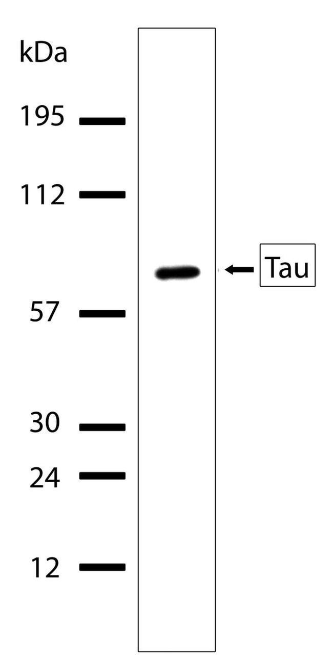 Tau Antibody in Western Blot (WB)