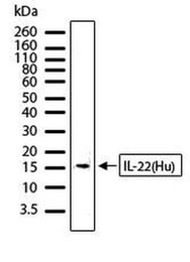 IL-22 Antibody in Western Blot (WB)