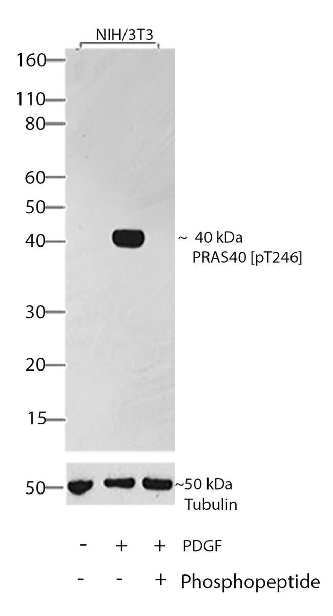 Phospho-PRAS40 (Thr246) Antibody in Western Blot (WB)