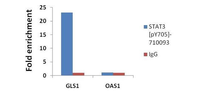 Phospho-STAT3 (Tyr705) Antibody in ChIP Assay (ChIP)