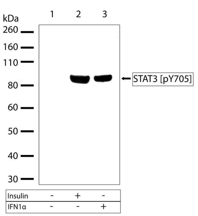 Phospho-STAT3 (Tyr705) Antibody in Western Blot (WB)