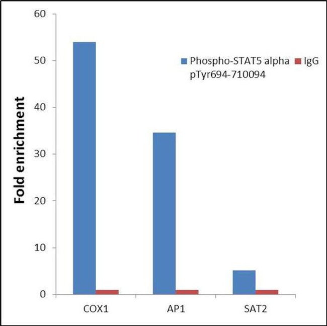 Phospho-STAT5 alpha (Tyr694) Antibody