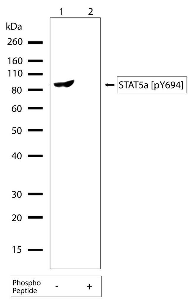 Phospho-STAT5 alpha (Tyr694) Antibody in Western Blot (WB)