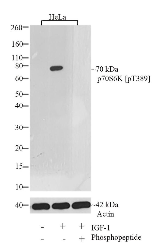 Phospho-p70 S6 Kinase (Thr389) Antibody in Western Blot (WB)