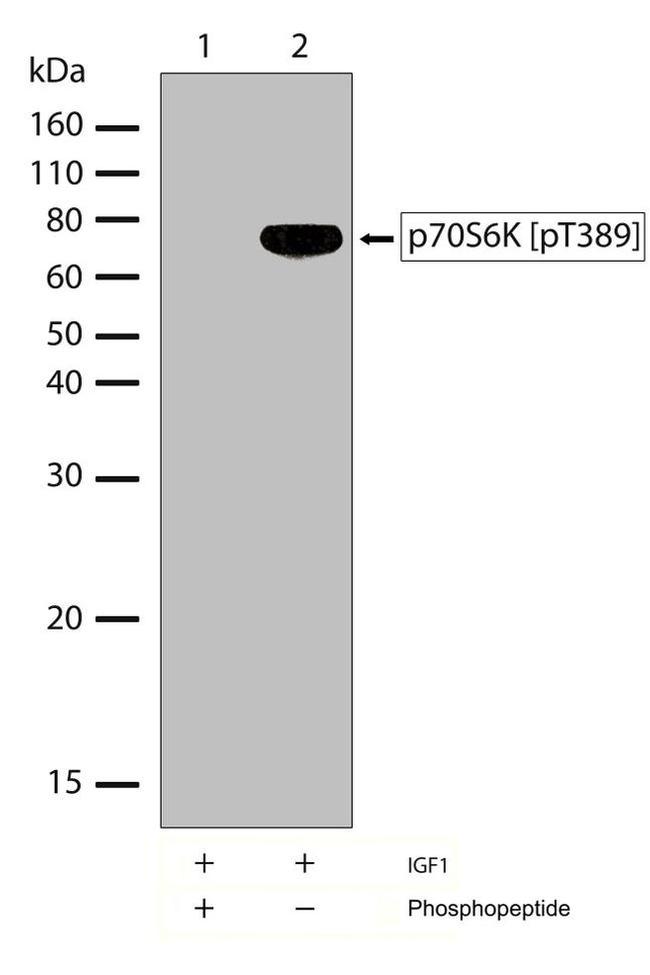 Phospho-p70 S6 Kinase (Thr389) Antibody in Western Blot (WB)