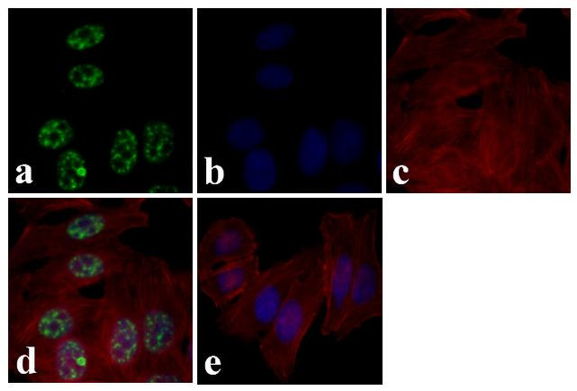 Phospho-AMPK alpha-1,2 (Thr183, Thr172) Antibody in Immunocytochemistry (ICC/IF)