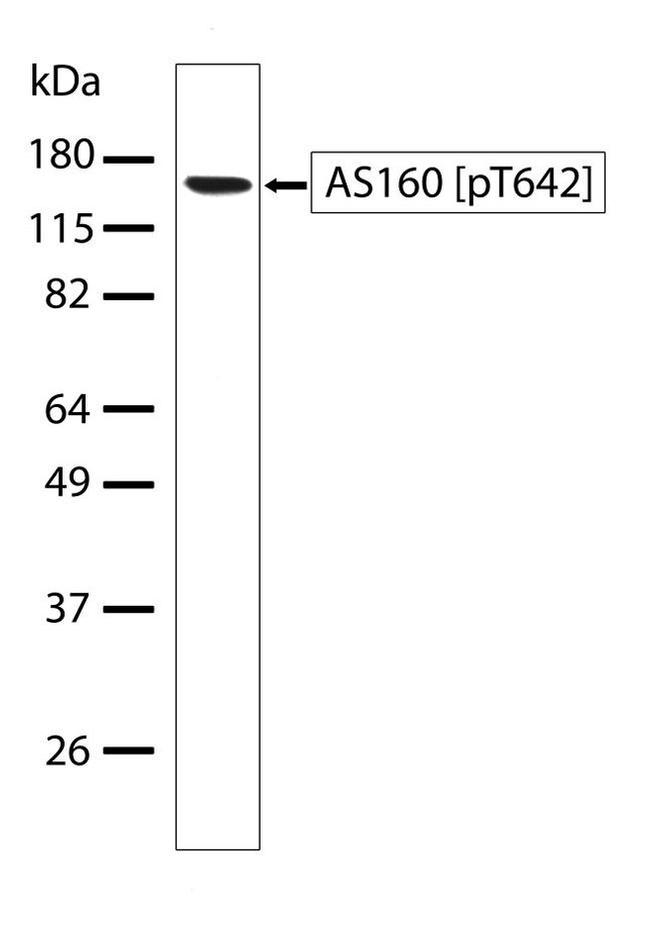 Phospho-AS160 (Thr642) Antibody in Western Blot (WB)