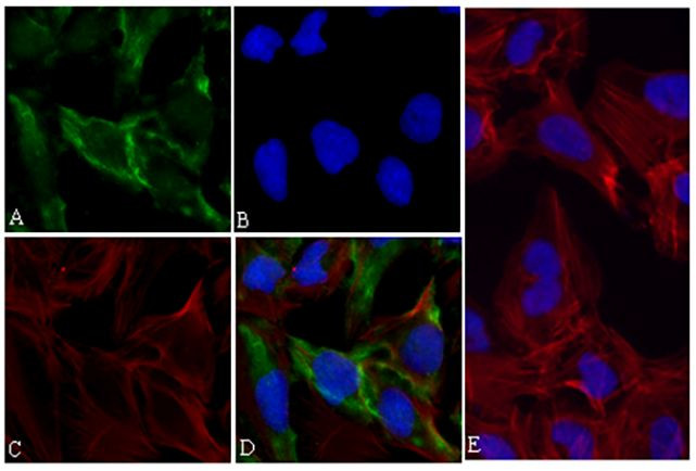 Phospho-p70 S6 Kinase (Thr421, Ser424) Antibody in Immunocytochemistry (ICC/IF)