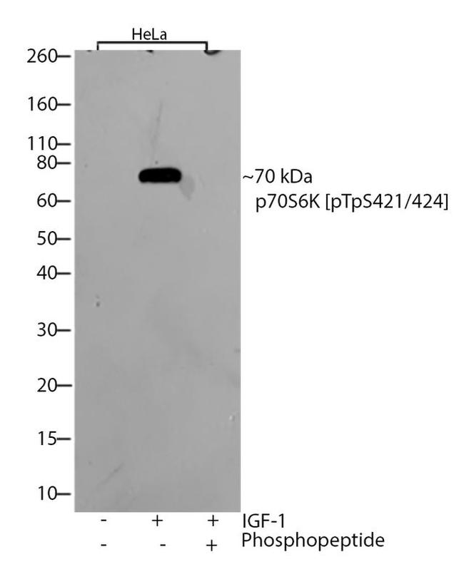 Phospho-p70 S6 Kinase (Thr421, Ser424) Antibody in Western Blot (WB)