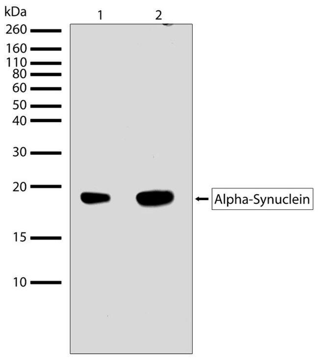 alpha Synuclein Antibody in Western Blot (WB)