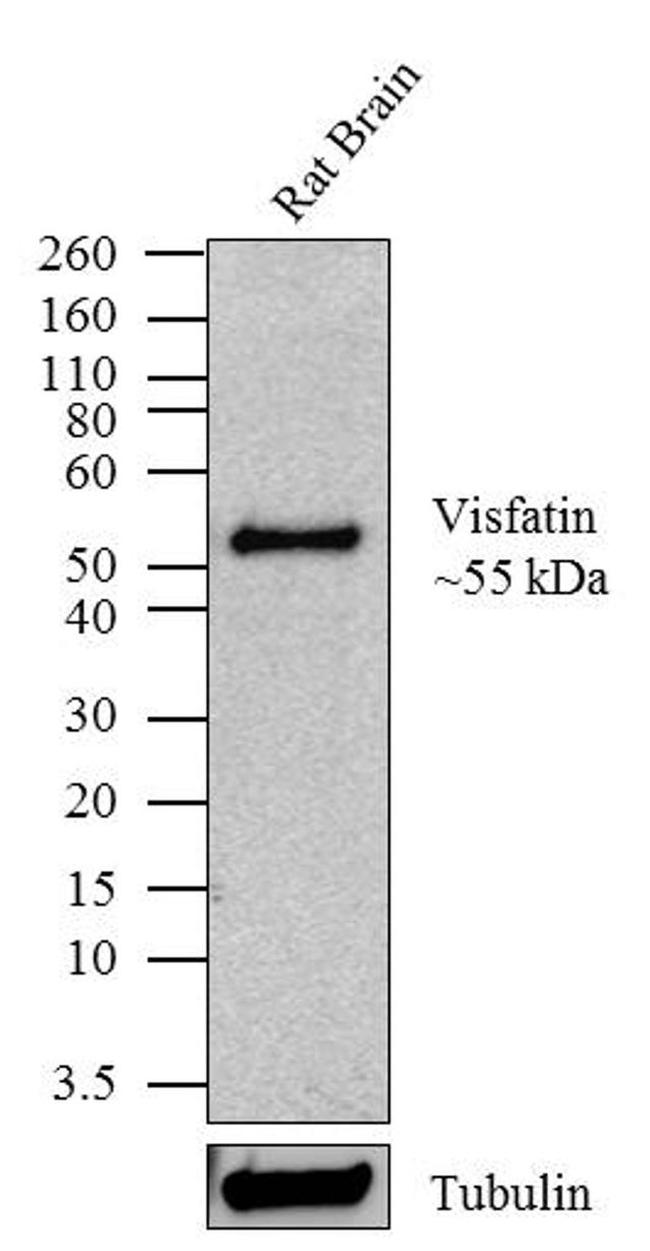 NAMPT Antibody in Western Blot (WB)