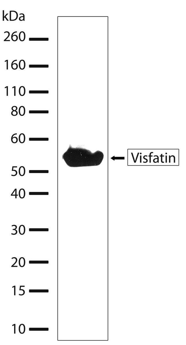 NAMPT Antibody in Western Blot (WB)